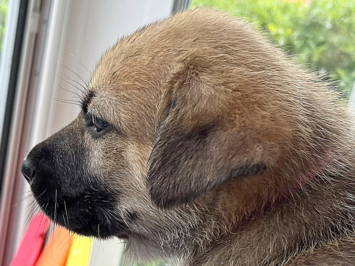 chinook puppy